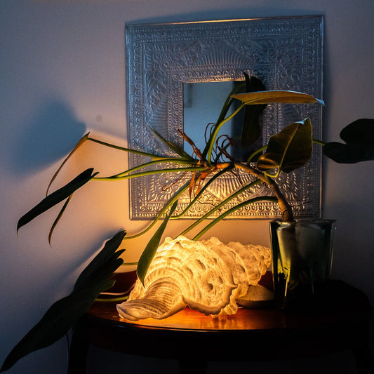 Handcrafted Conch Shell Reef Lamp glowing with warm ambient light