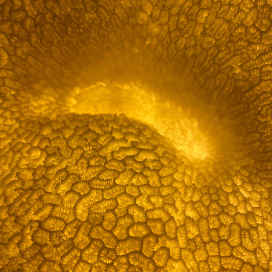 Organic coral reef lamp illuminated indoors
