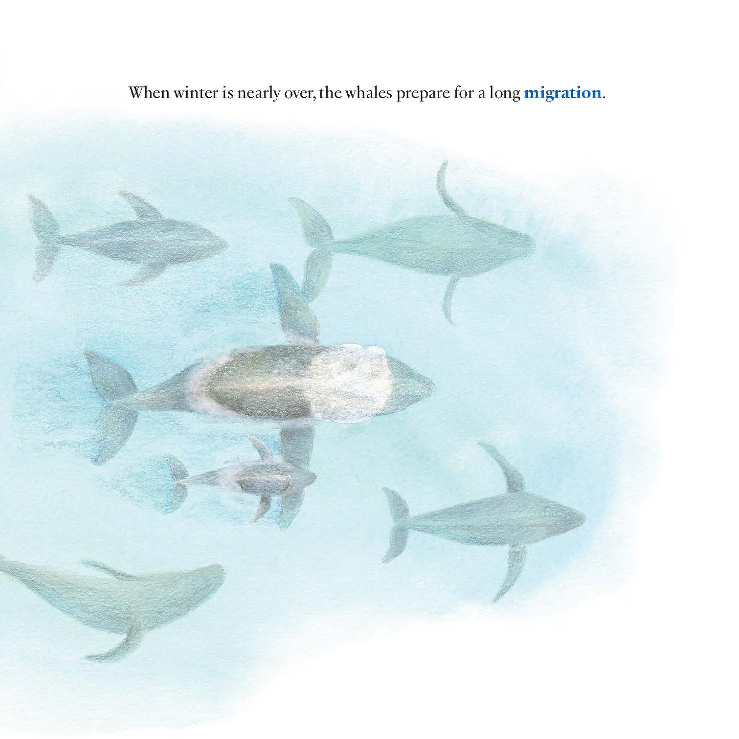 The Voyage of the Whale and Calf