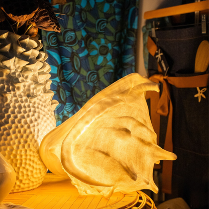 Helmet Shell Reef Lamp – Shell-Shaped Coastal Nightlight | Free Shipping