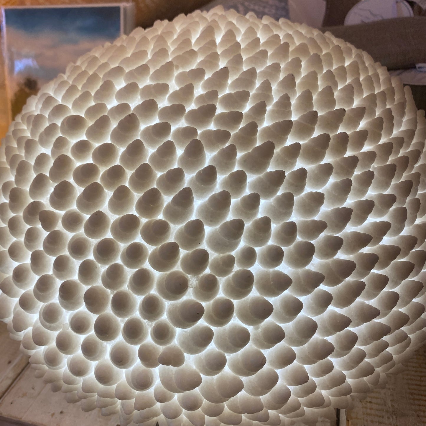 Cone Shell Reef Lamp
