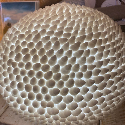 Cone Shell Reef Lamp