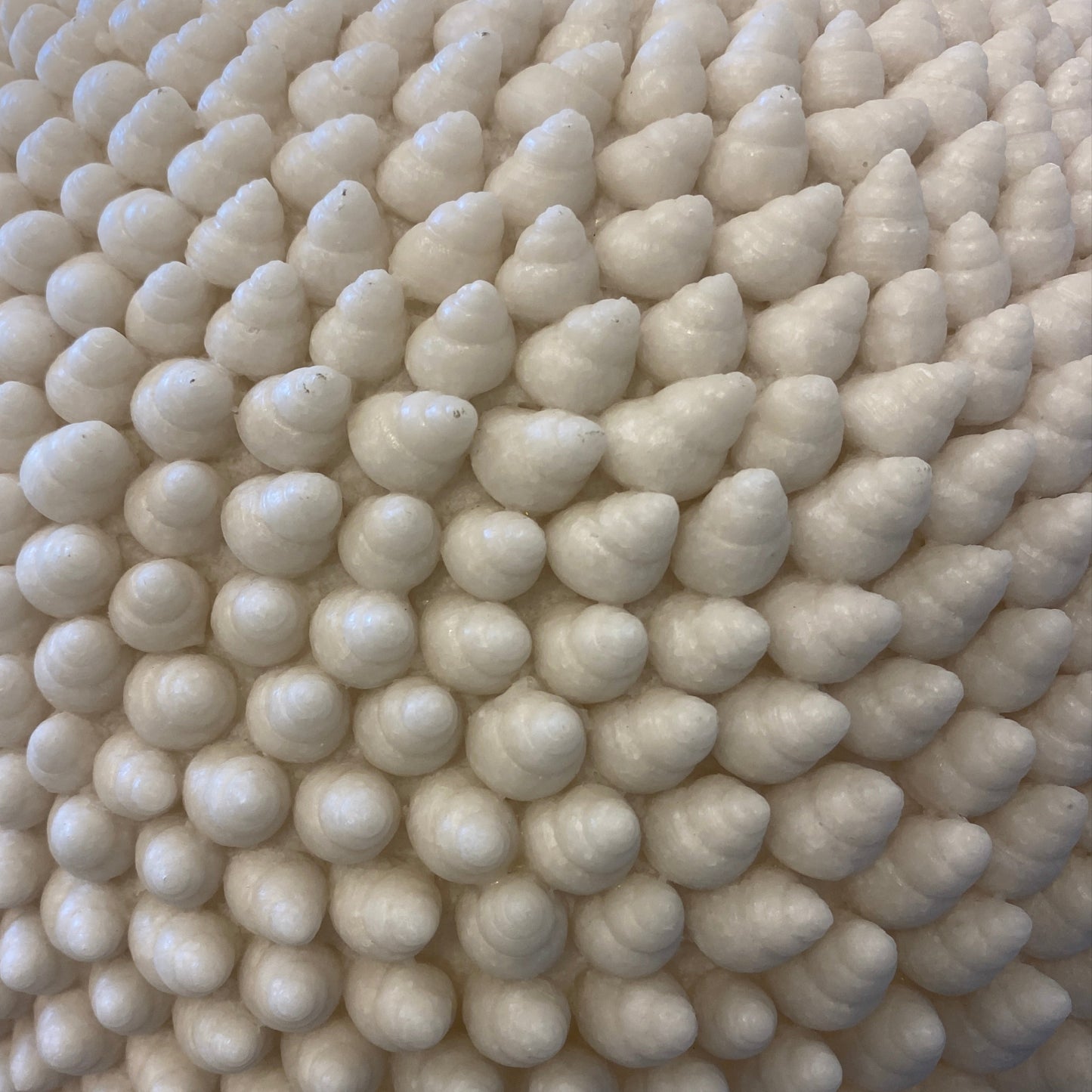 Cone Shell Reef Lamp