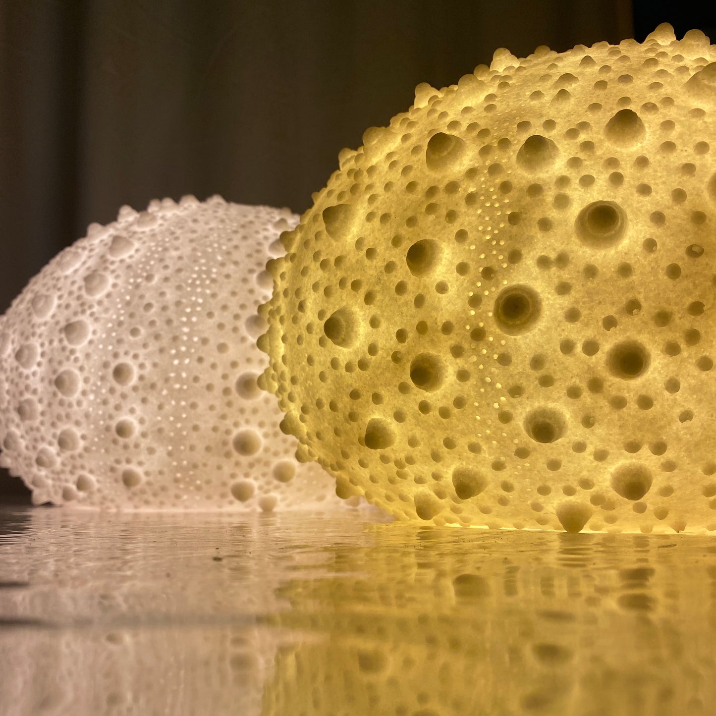 Sea Urchin Shell Lamp detail - australia