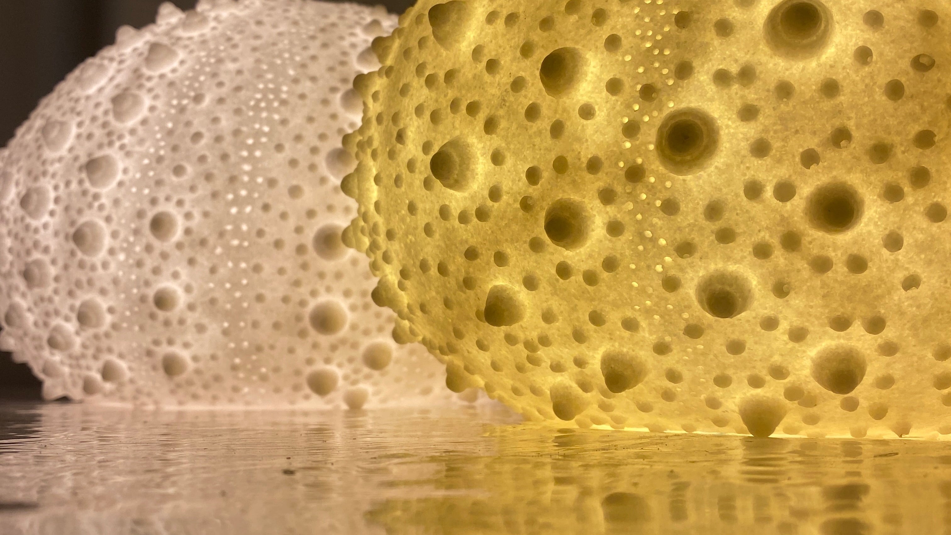 Sea Urchin Shell Lamp detail - australia