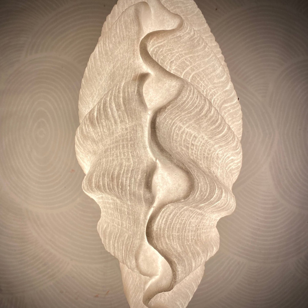 Close-up of the textured surface and sculptural curves of the Clam Shell Reef Lamp