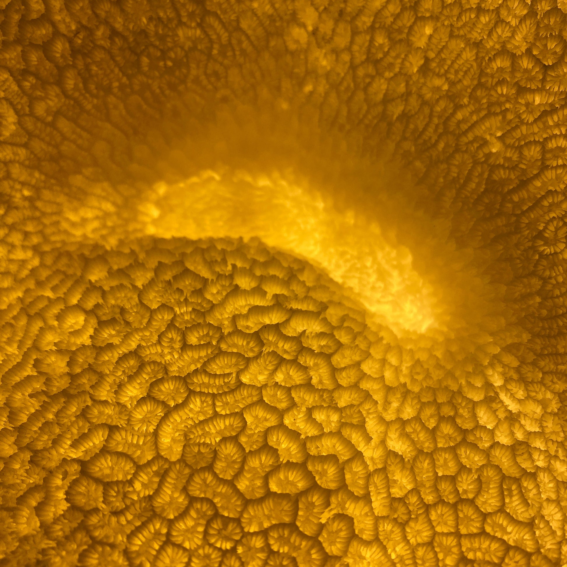 Organic coral reef lamp illuminated indoors